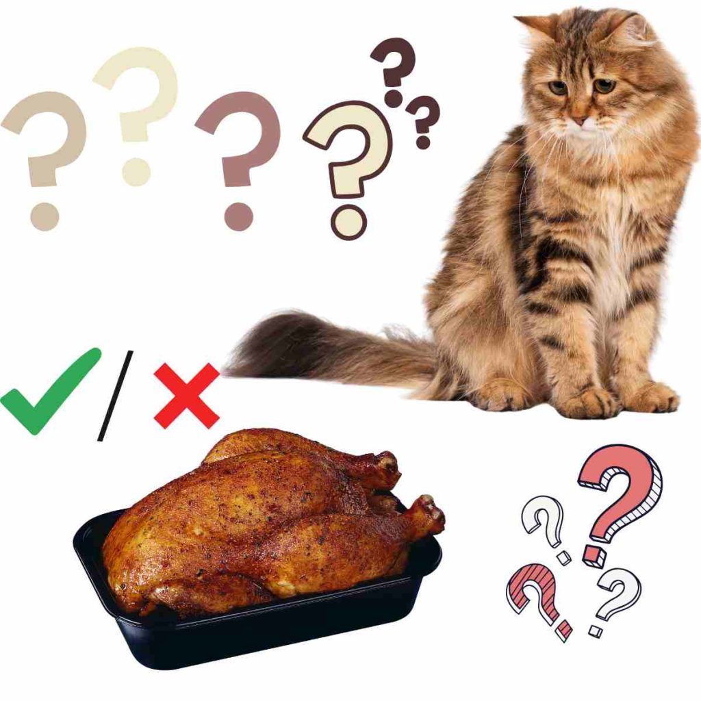 Feed My Cat Rotisserie Chicken