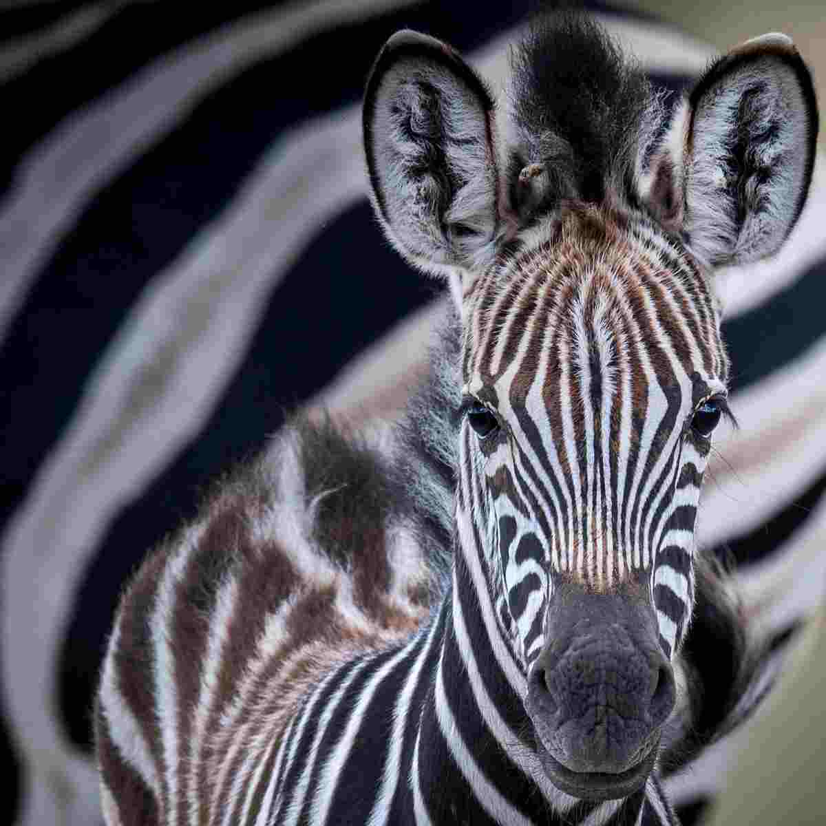 Why Do Zebras Kill Baby Zebras? Baby Zebra Death Explained - Multy Press